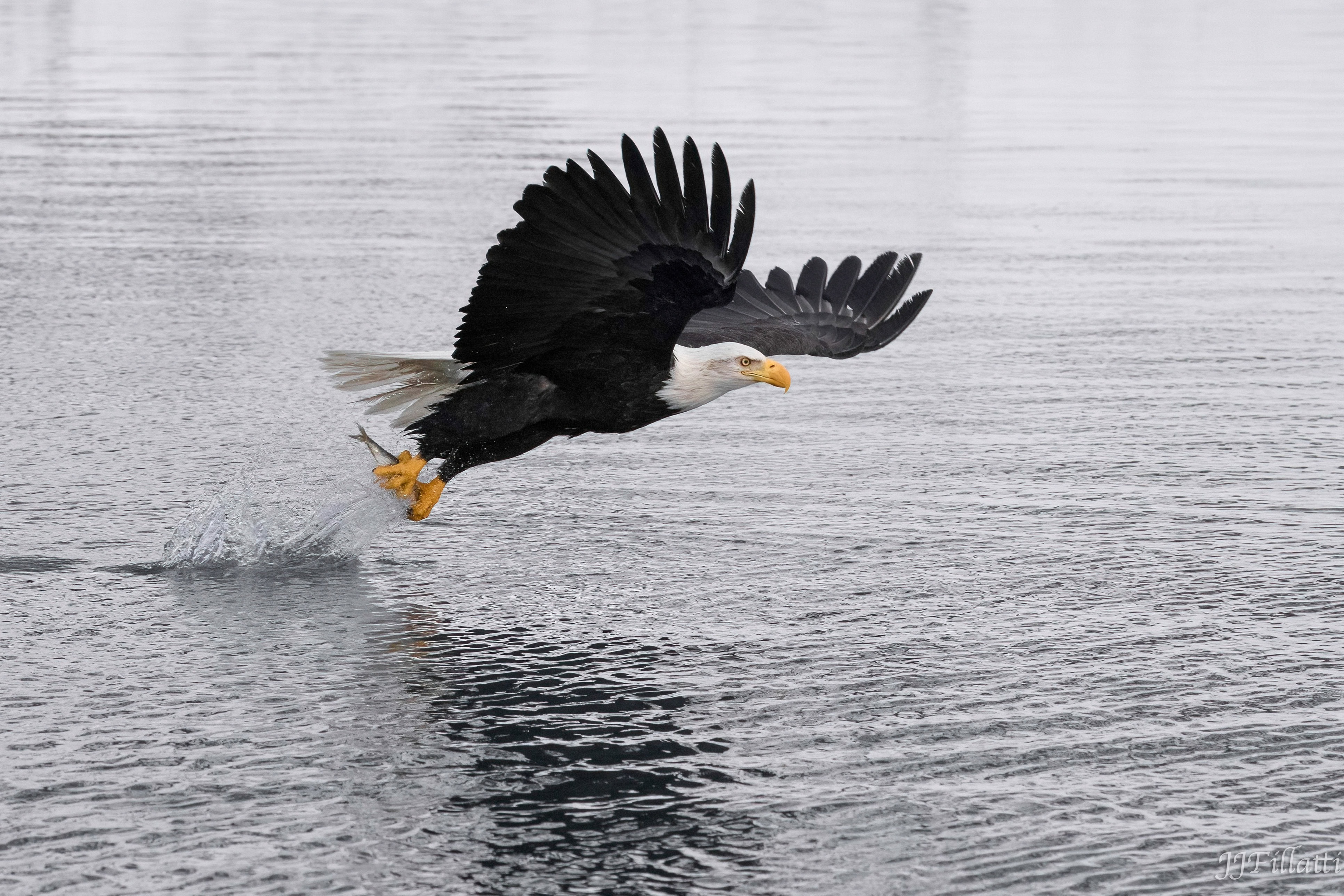 bird of homer alaska image 7